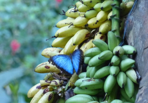 Birds & Butterflies